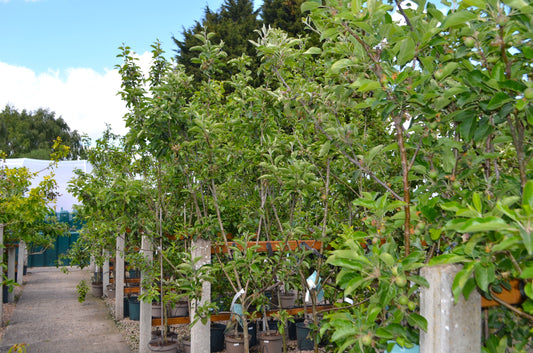 Planting Trees in Early Autumn: Why now is the Perfect Time