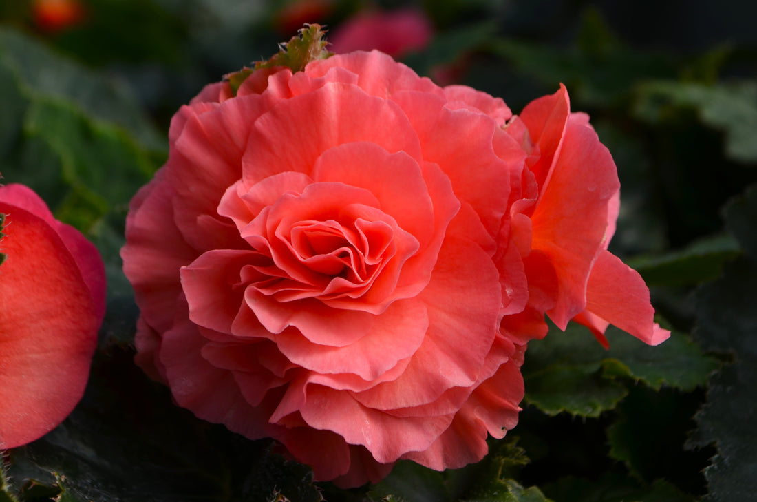 Plant of the Week: Begonias