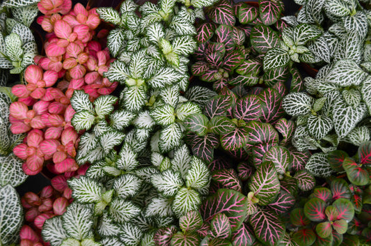 Houseplants for those aren’t blessed with the greenest of thumbs!