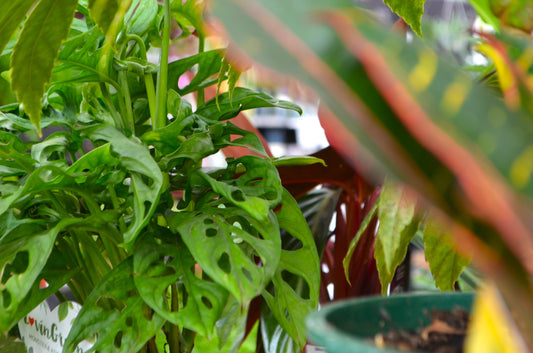Why Does Monstera obliqua Have Holes in Its Leaves?