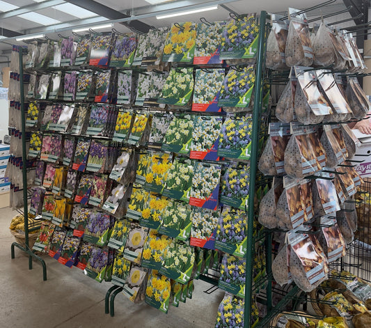 Autumn Bulbs. Plant Now for a Blooming Spring!