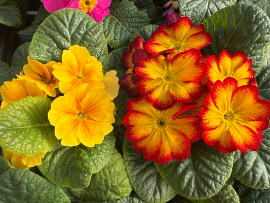 Planting Primroses: Adding Colour to Your Autumn Garden!