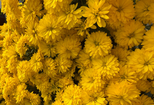 Chrysanthemums: The Autumn Star of the Garden