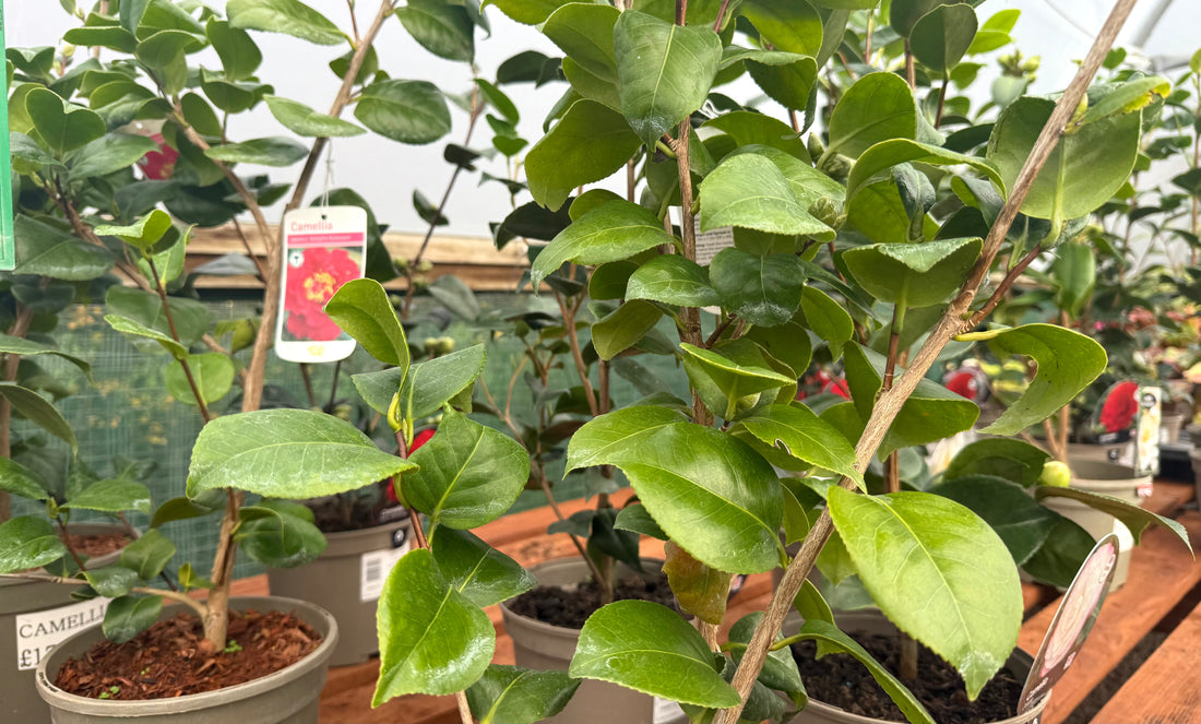 Camellias: Elegant Colour for the Cooler Months