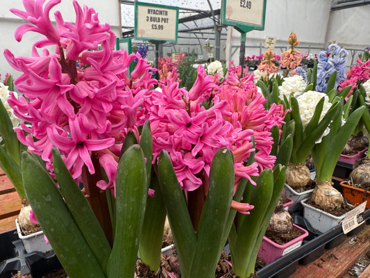 Hyacinthus Orientalis: The Perfect Autumn Bulb for a Stunning Spring Display