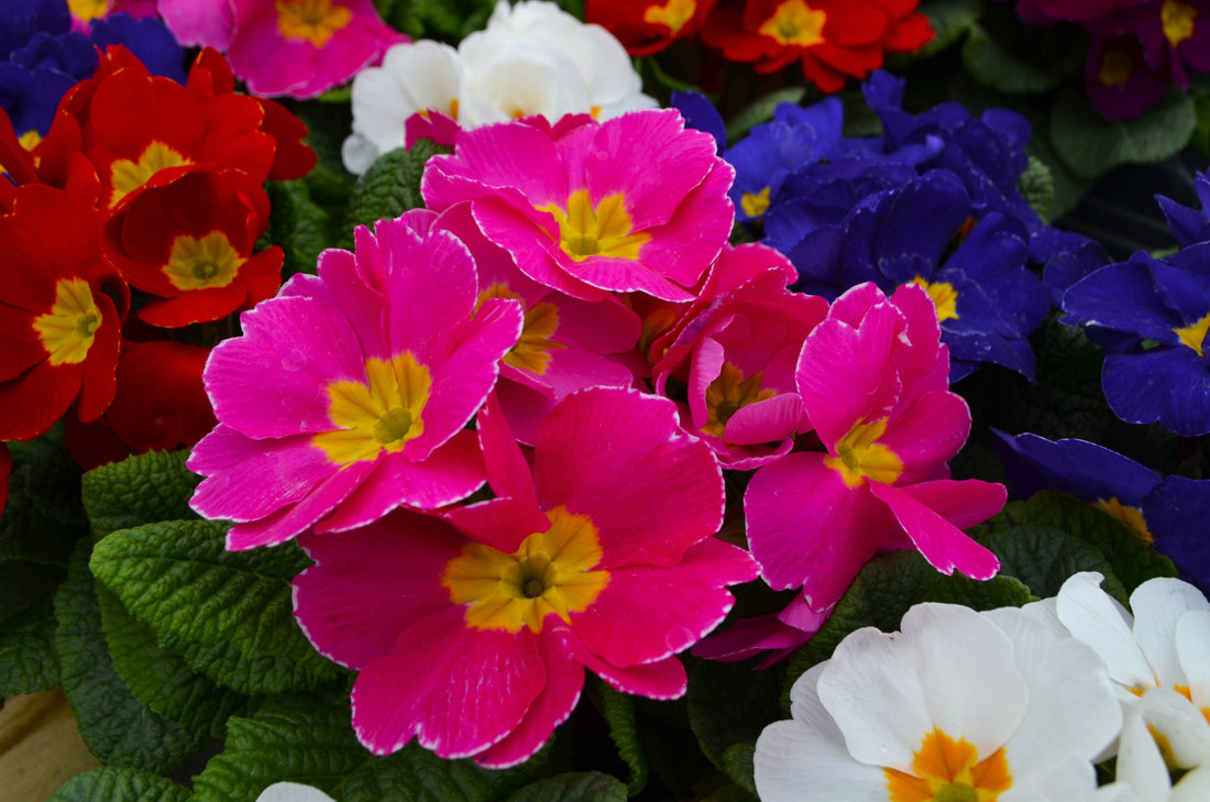 Plant of the Week - Primrose