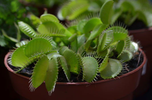 Grow Your Own Venus Fly Traps – A Fascinating Addition to Your Garden or Home!
