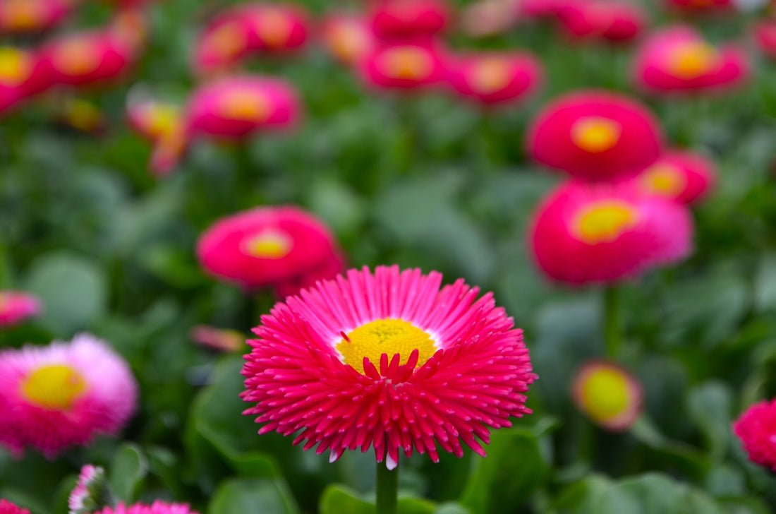 Plant of the Week - Bellis