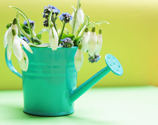 Houseplant Watering Solutions