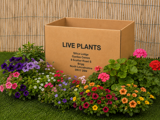 Silica Selections - Basket Plants Collection