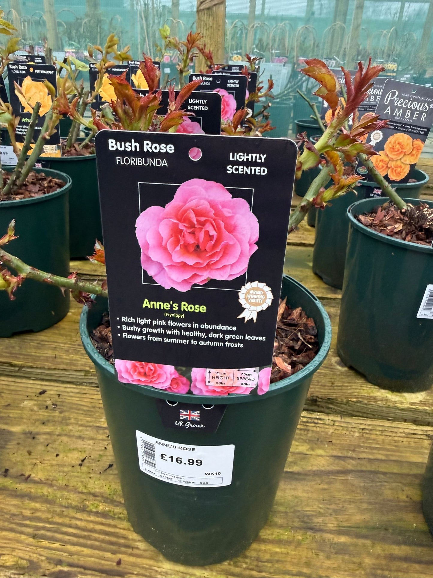 Patio Rose - Anne's Rose