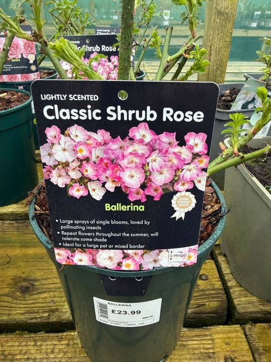 Shrub Rose - Ballerina