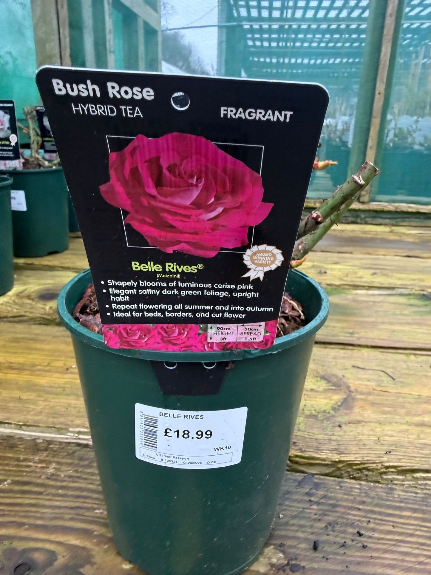 Bush Rose - Belle Rives