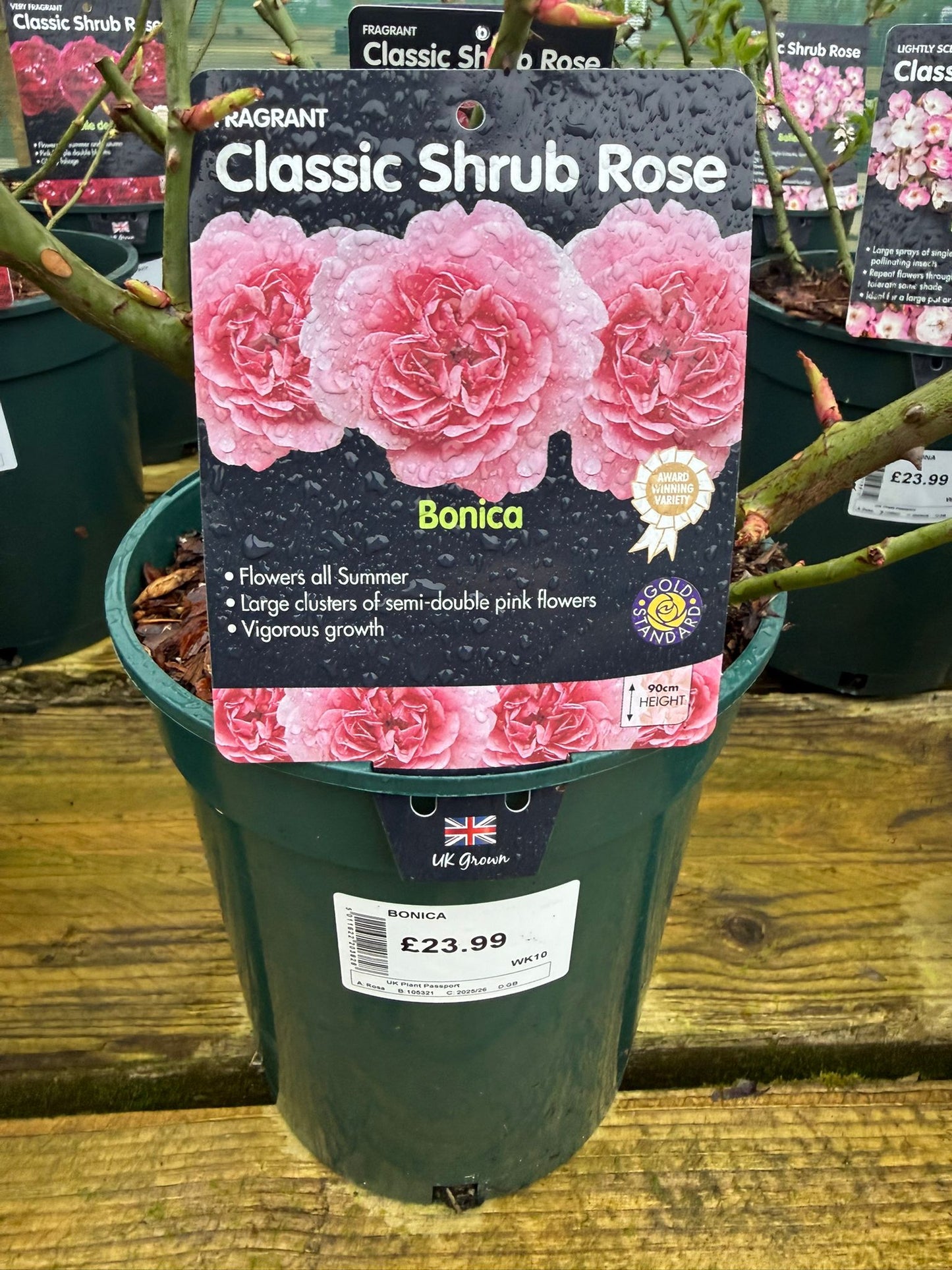 Shrub Rose - Bonica