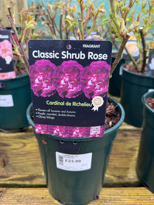 Shrub Rose - Cardinal de Richelieu