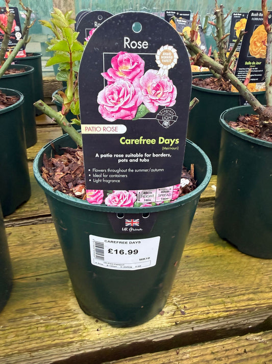 Patio Rose - Carefree Days