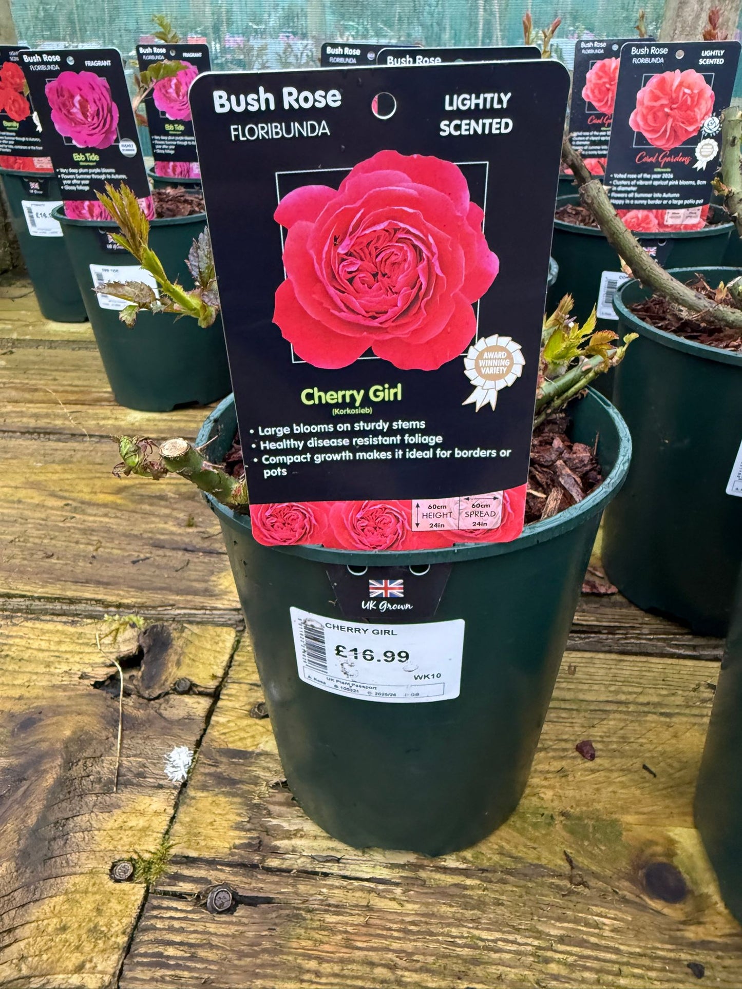 Bush Rose - Cherry Girl