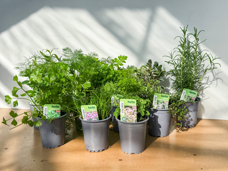 Silica Selections - Culinary Herbs