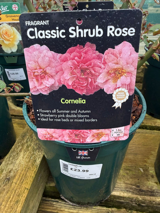 Shrub Rose - Cornelia