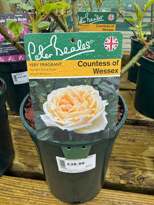Shrub Rose - Countess of Wessex