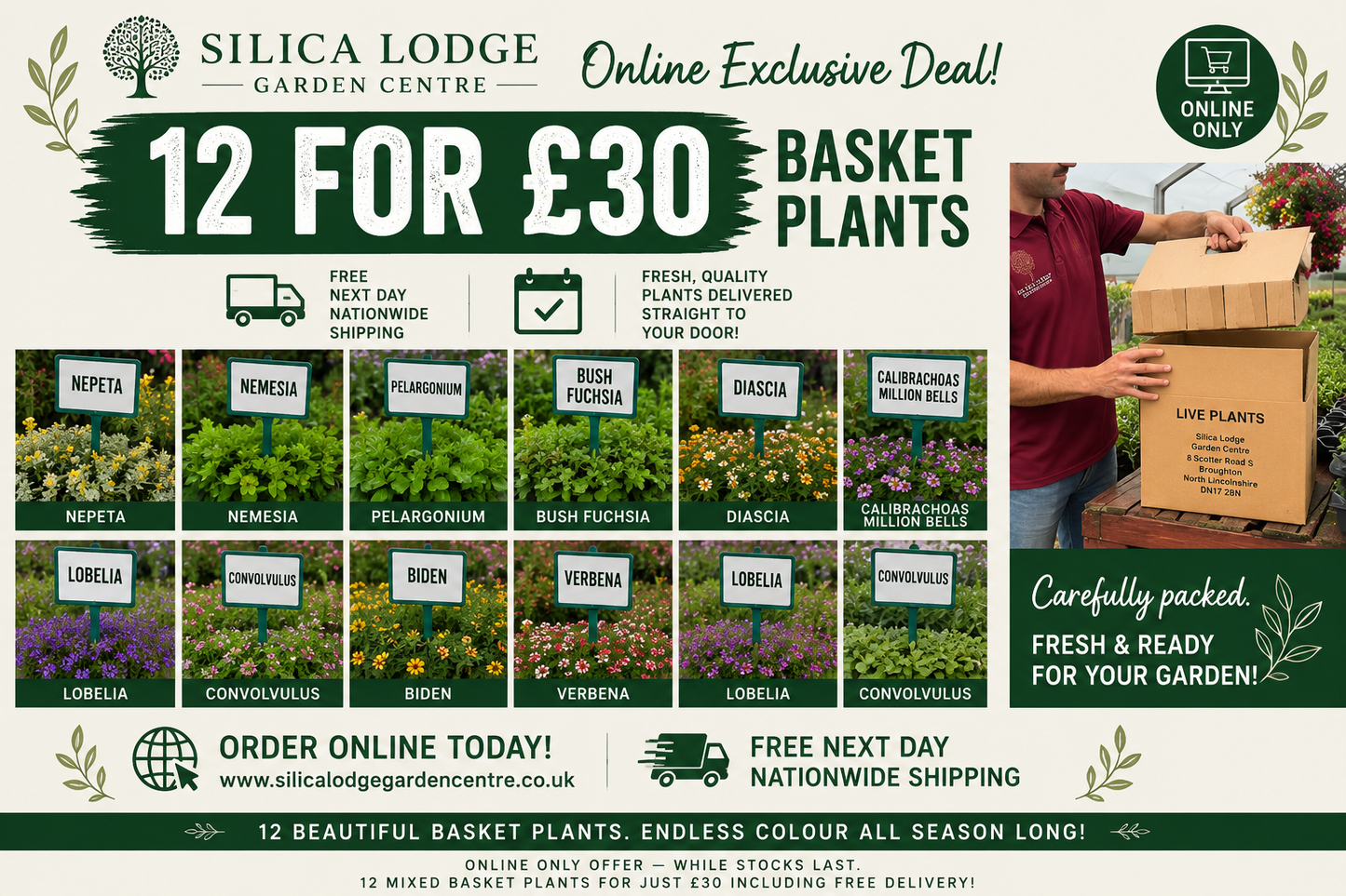 Silica Selections - Basket Plants Collection