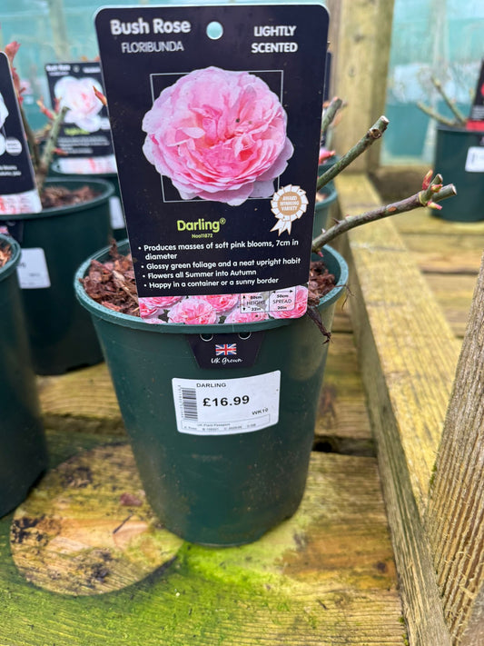 Bush Rose - Darling