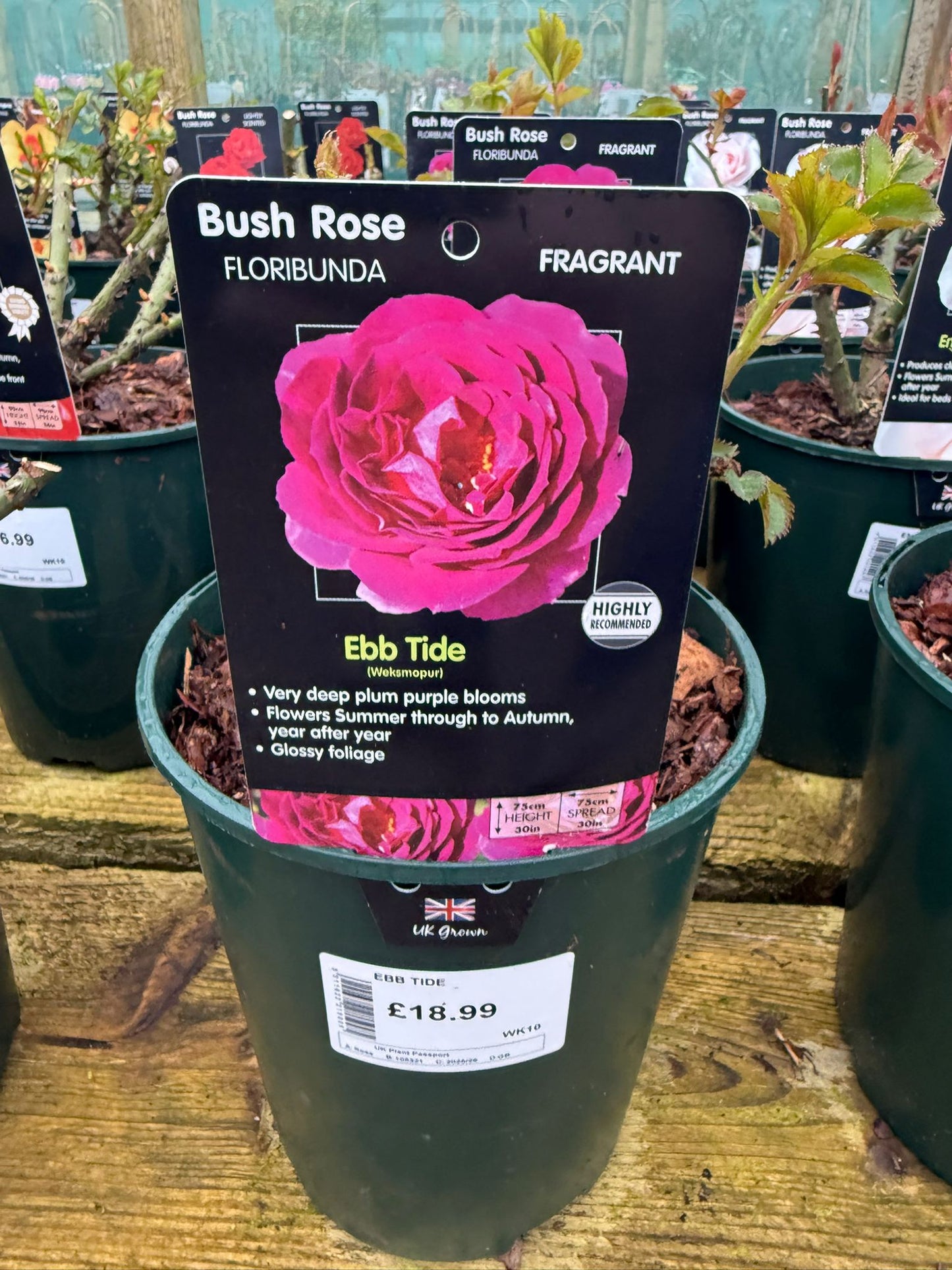 Bush Rose - Ebb Tide