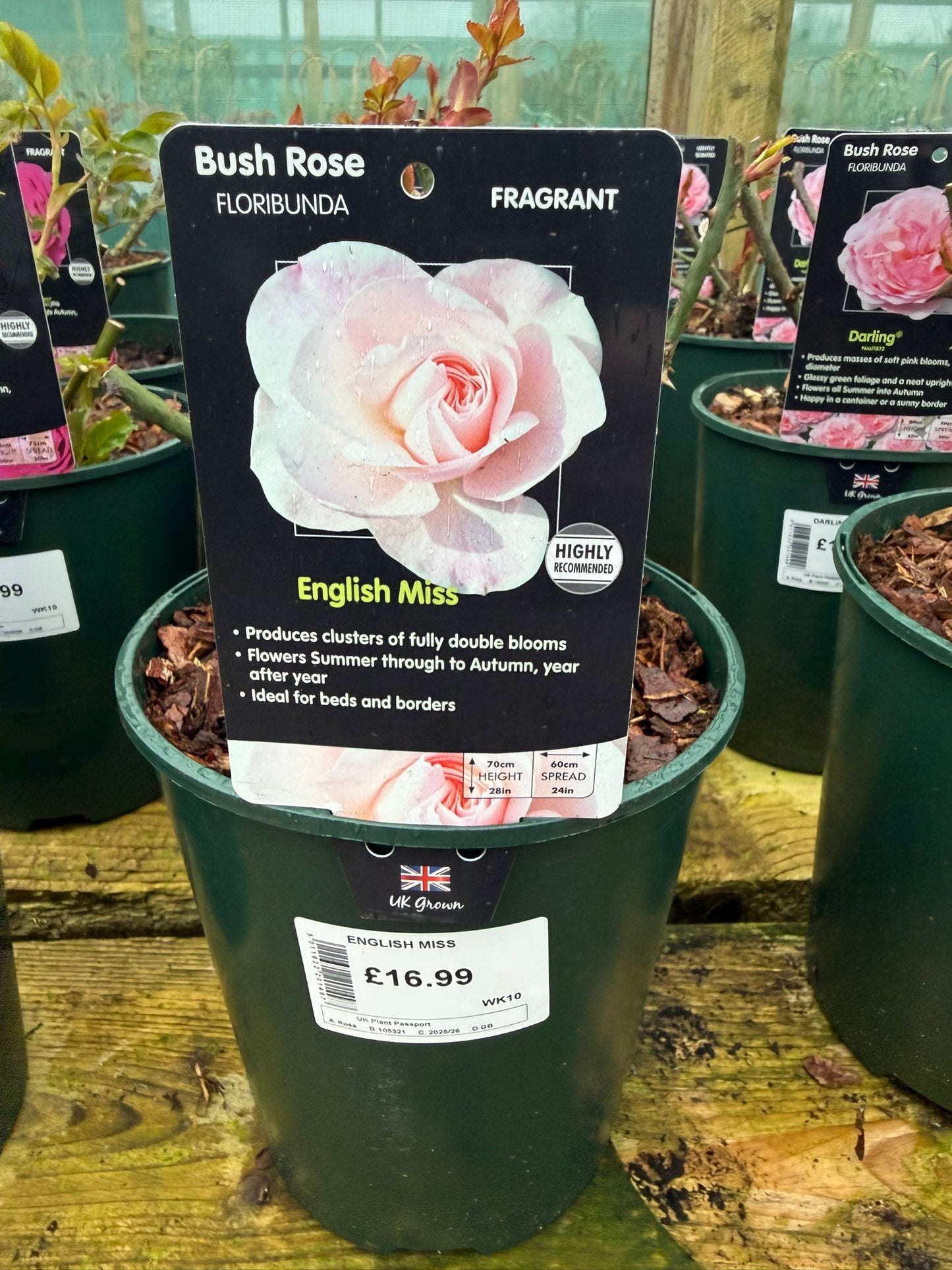 Bush Rose - English Miss