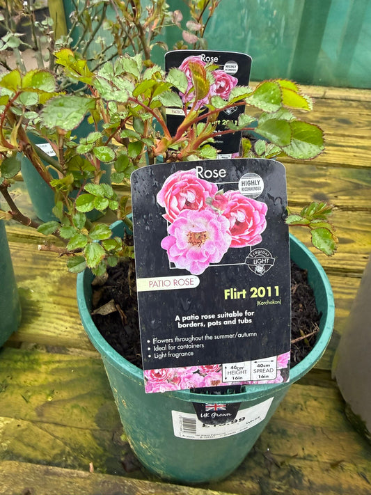 Patio Rose - Flirt 2011