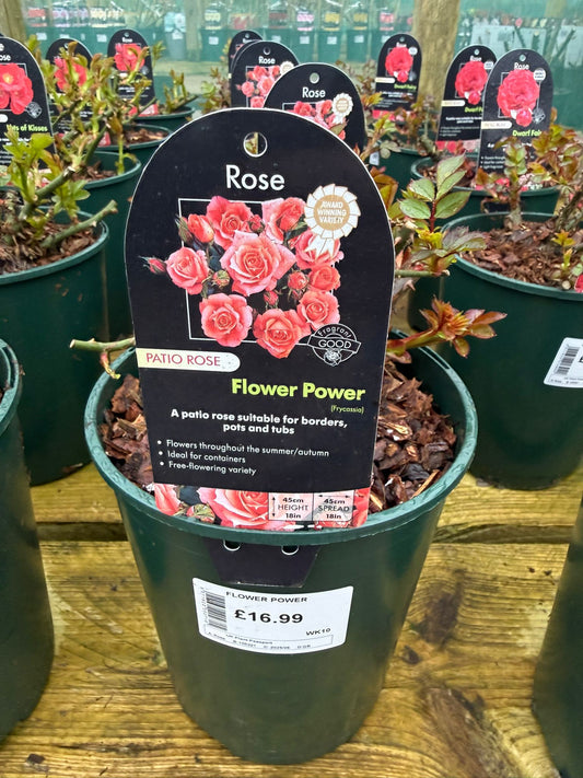 Patio Rose - Flower Power