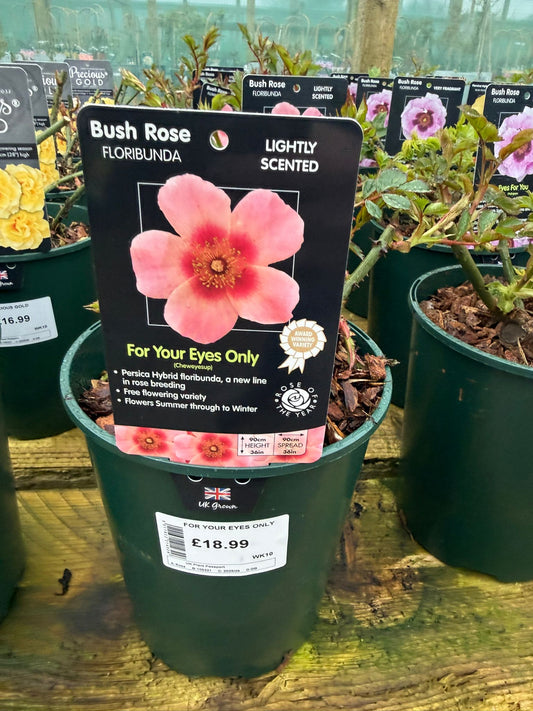 Bush Rose - For Your Eyes Only