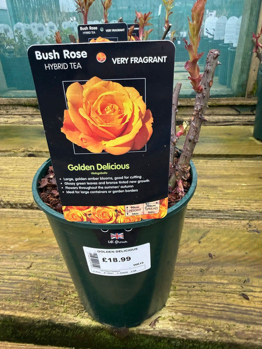 Bush Rose - Golden Delicious