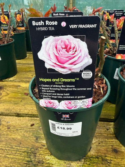 Bush Rose - Hopes and Dreams