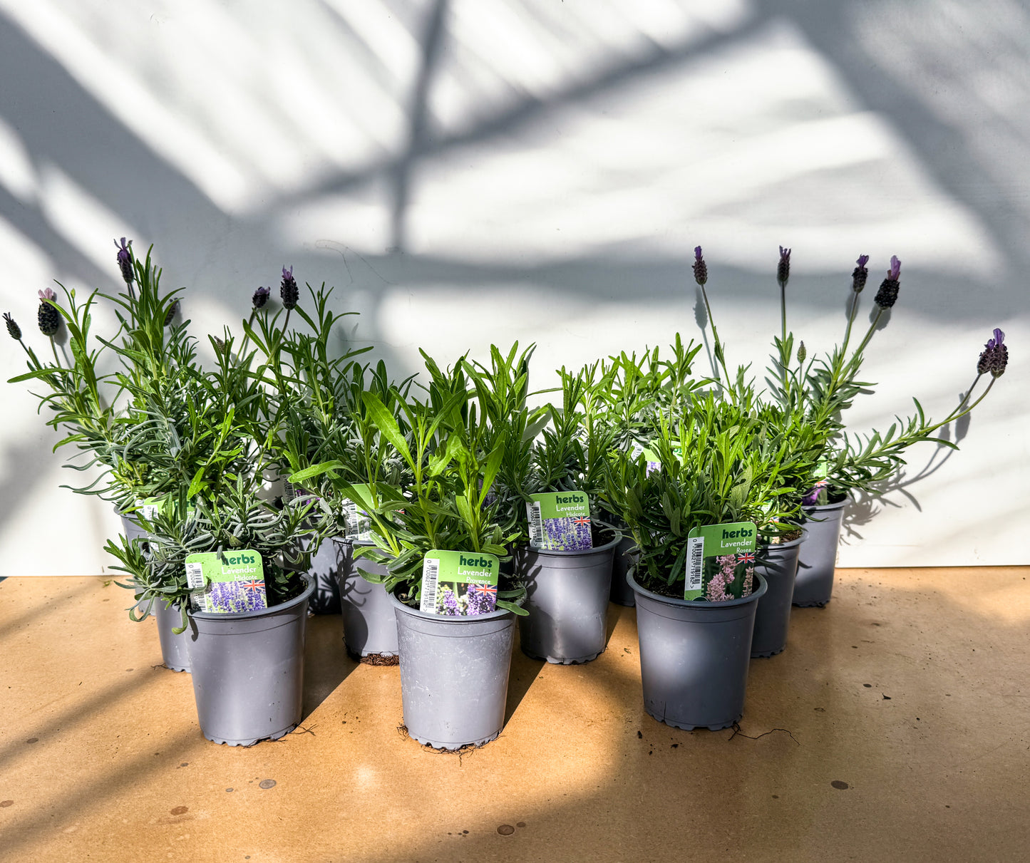 Silica Selections - The Lavender box