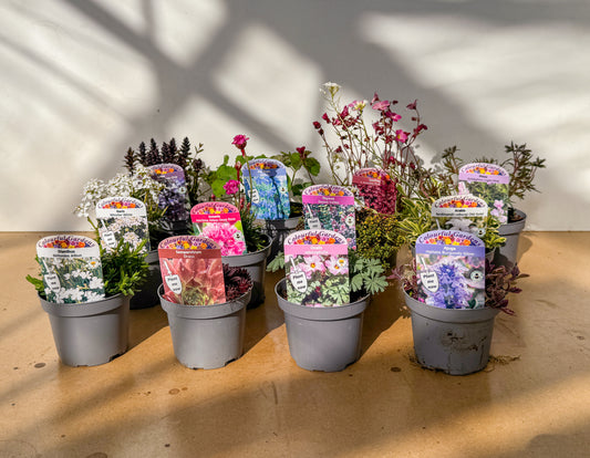 Silica Selections - Perennial Garden