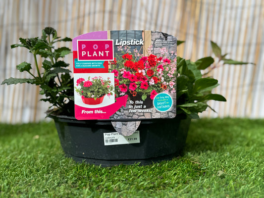 Lipstick  - Pop Plant Basket