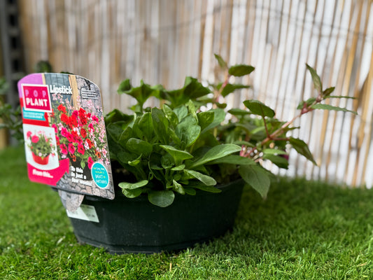 Lipstick  - Pop Plant Basket
