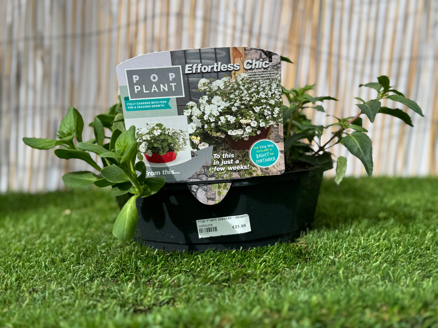 Effortless Chic  - Pop Plant Basket