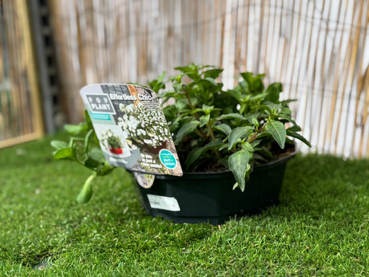Effortless Chic - Pop Plant Basket