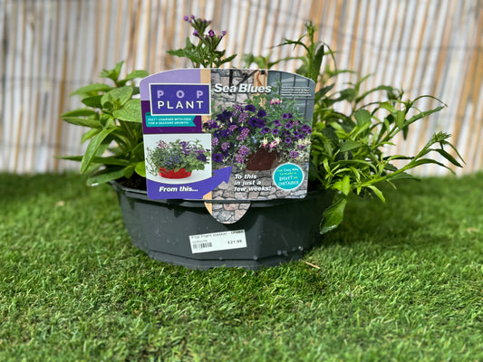 Sea Blues - Pop Plant Basket