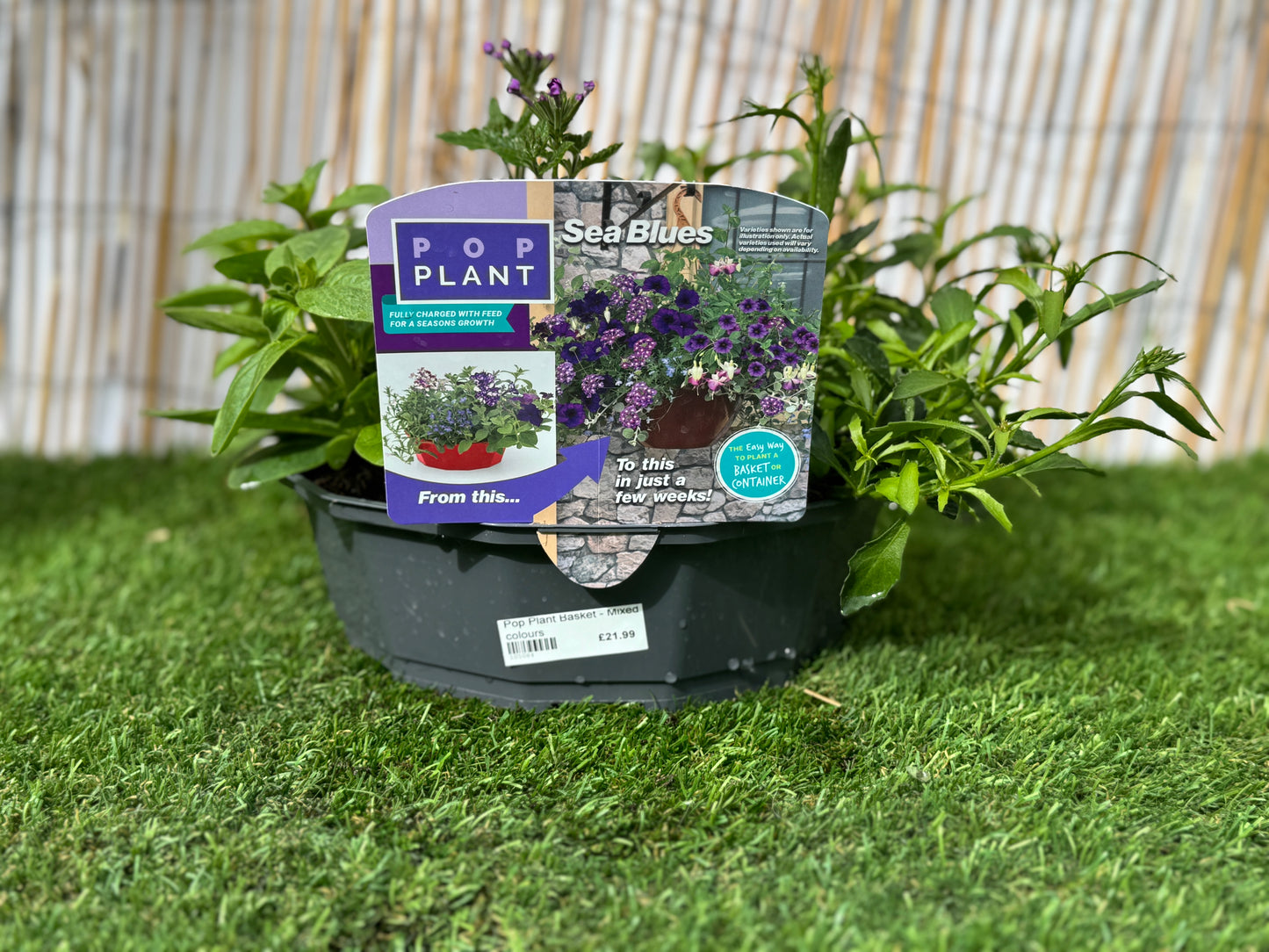 Sea Blues - Pop Plant Basket