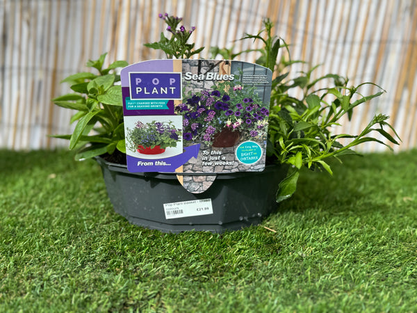 Sea Blues - Pop Plant Basket