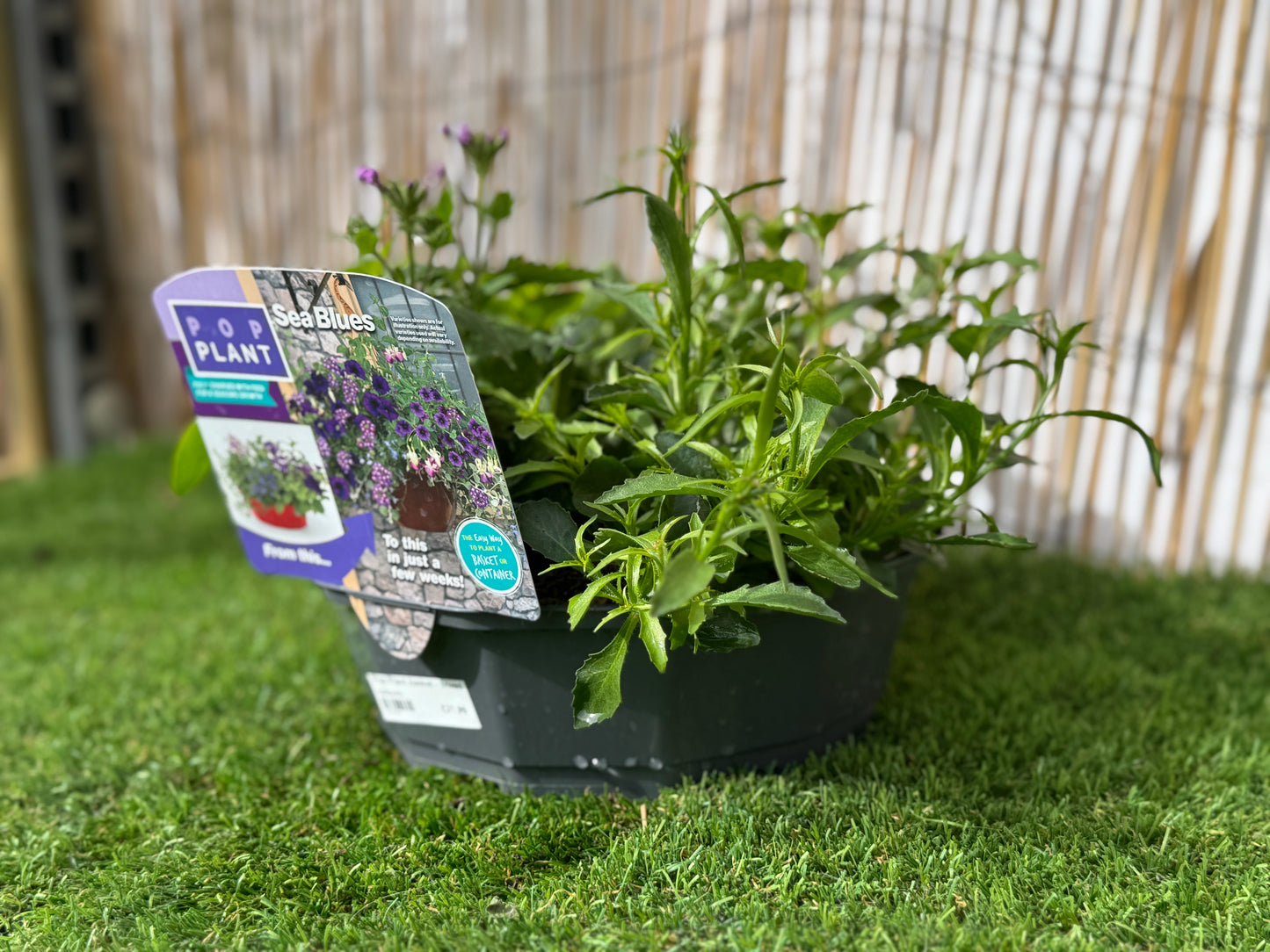 Sea Blues - Pop Plant Basket