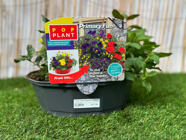 Primary Fun - Pop Plant Basket