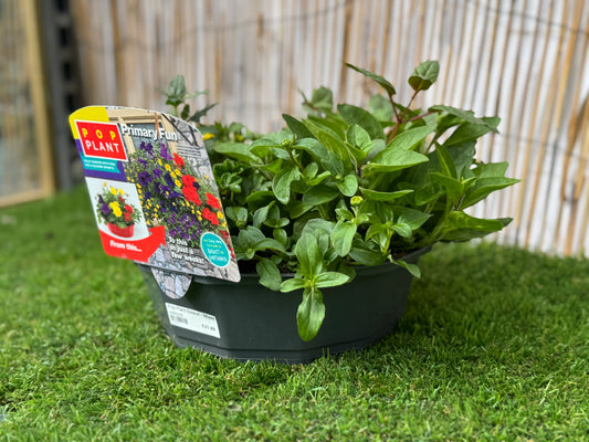 Primary Fun - Pop Plant Basket