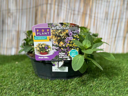 Hit Refresh - Pop Plant Basket