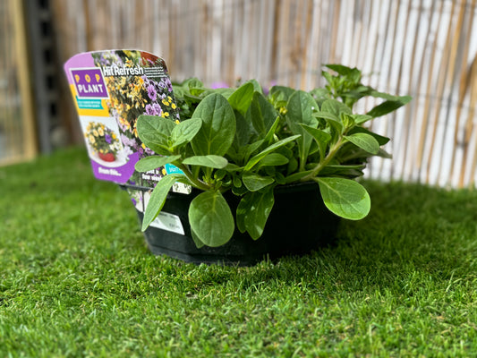 Hit Refresh - Pop Plant Basket