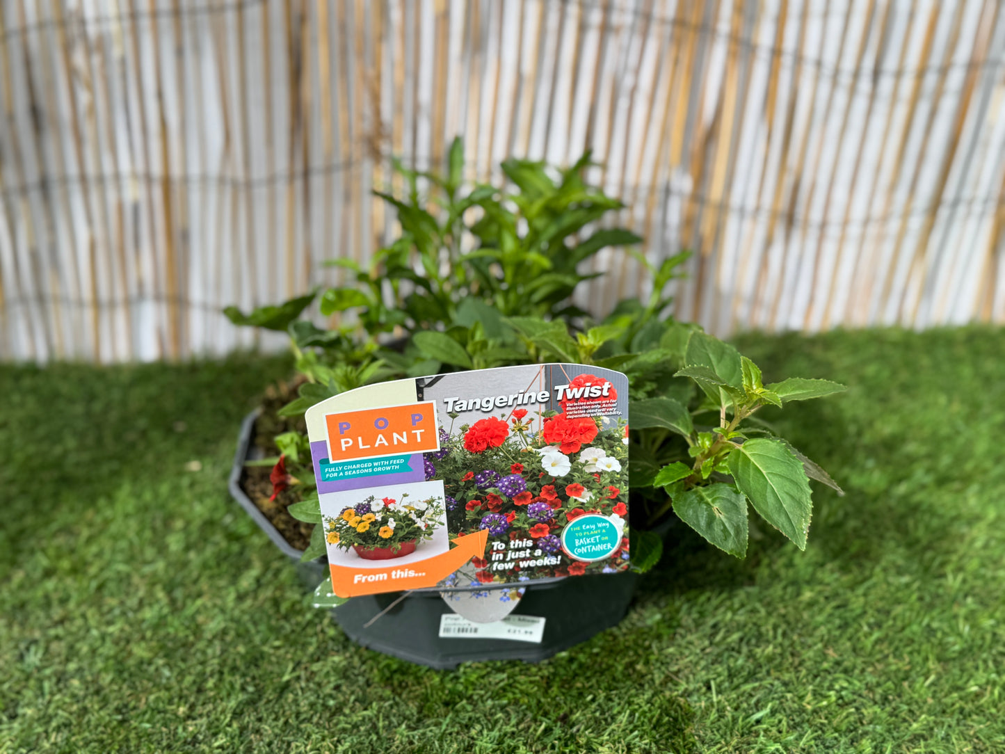 Tangerine Twist - Pop Plant Basket