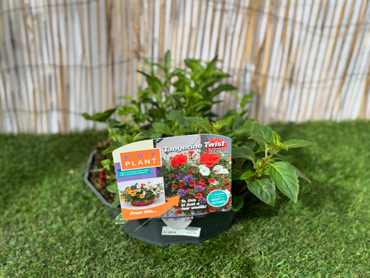 Tangerine Twist - Pop Plant Basket