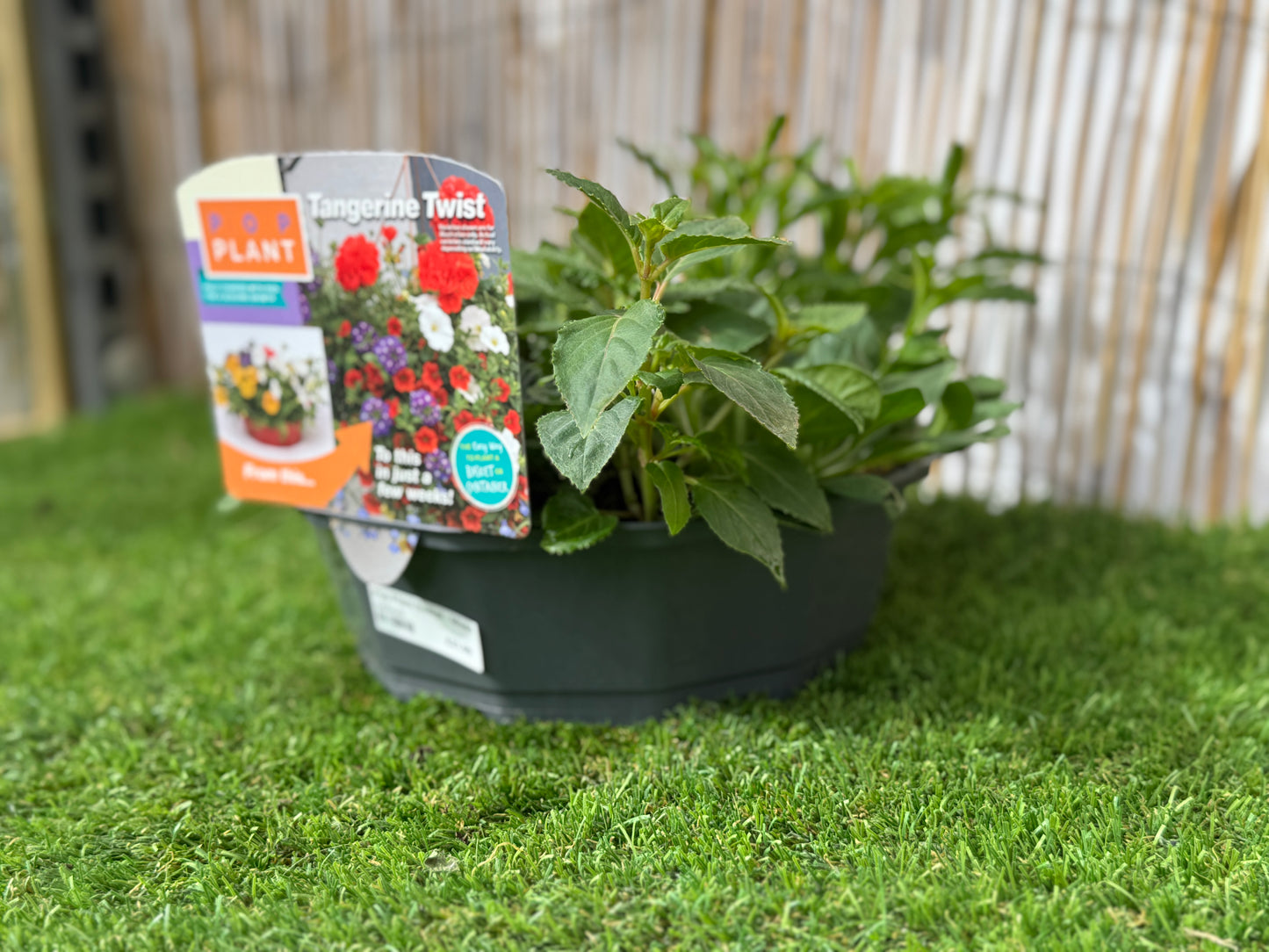 Tangerine Twist - Pop Plant Basket